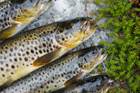 Bon appetit: Salmon is a good source of Omega-3 fatty acids. Bon appetit: Salmon is a good source of Omega-3 fatty acids.